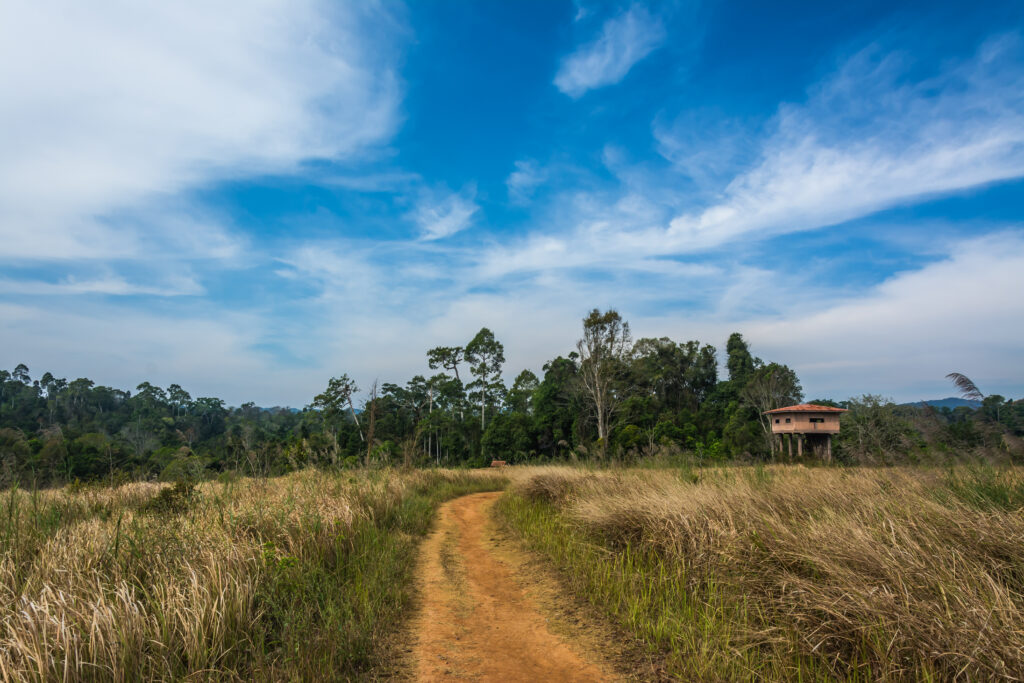 แวะส่องสัตว์เขาใหญ่ที่หนองผักชีในช่วงกลางวัน