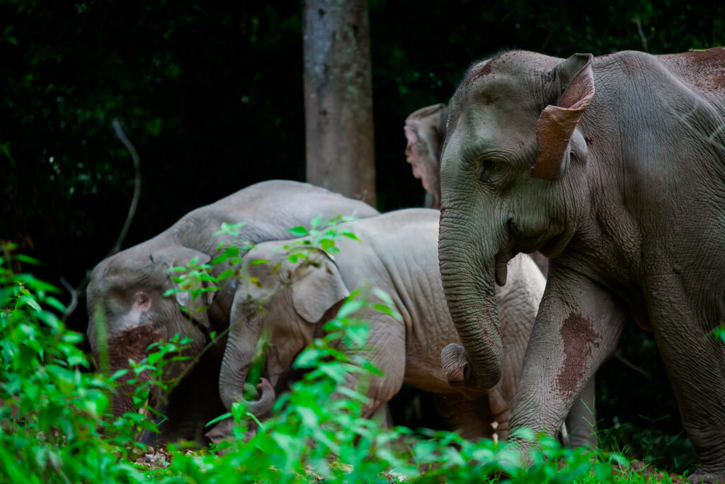 ส่องช้างในอุทยานแห่งชาติเขาใหญ่