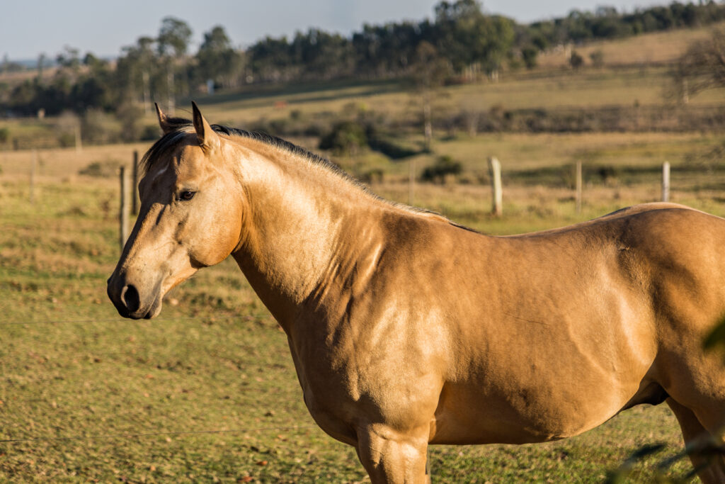 American Quarter Horse