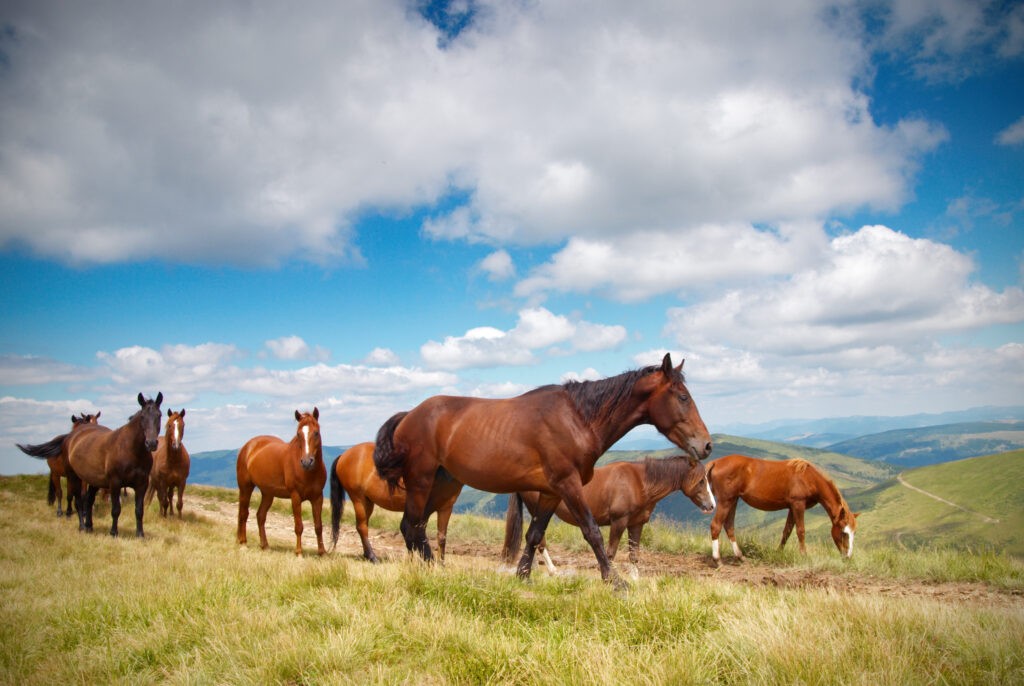 Morgan Horse