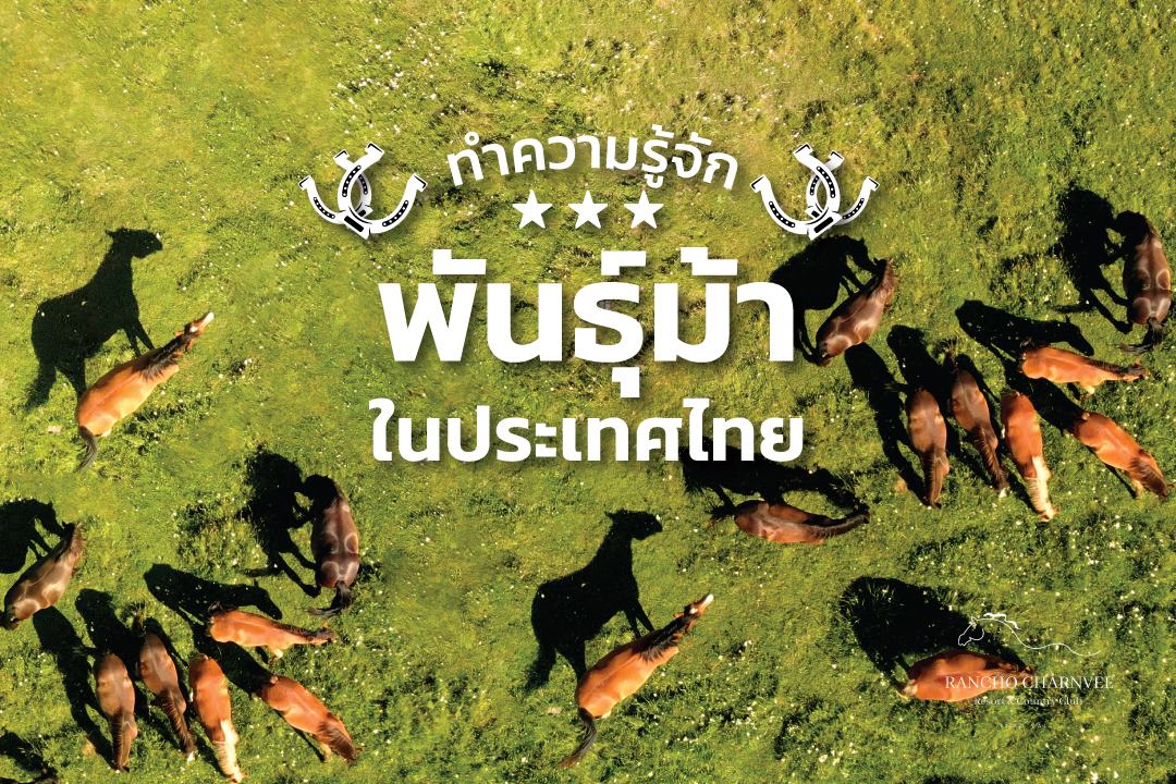 ทำความรู้จักกับพันธุ์ม้าในประเทศไทย