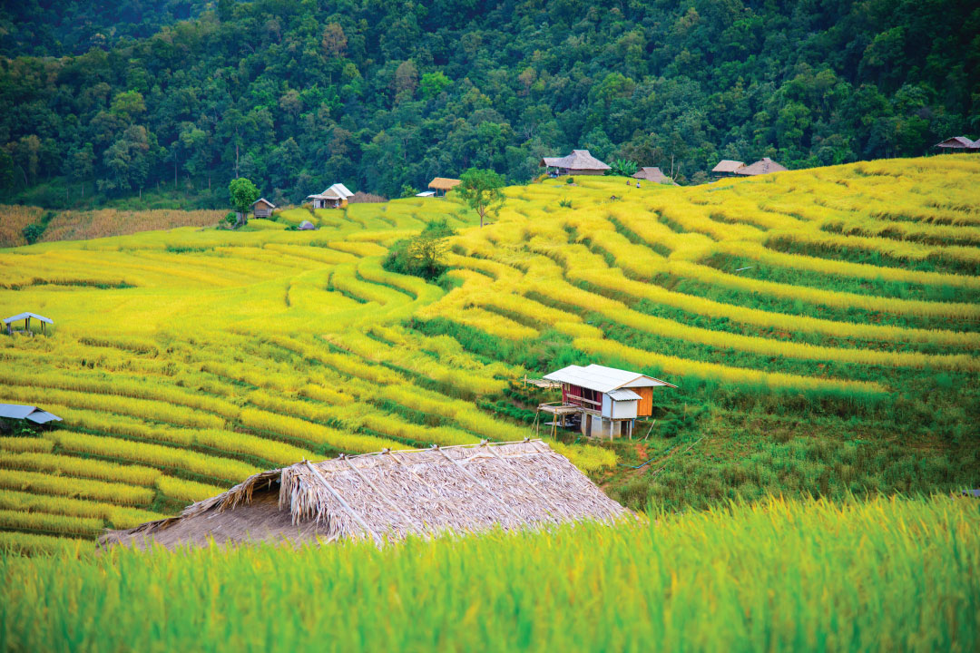 ที่พักธรรมชาติในบ้านผาหมอน