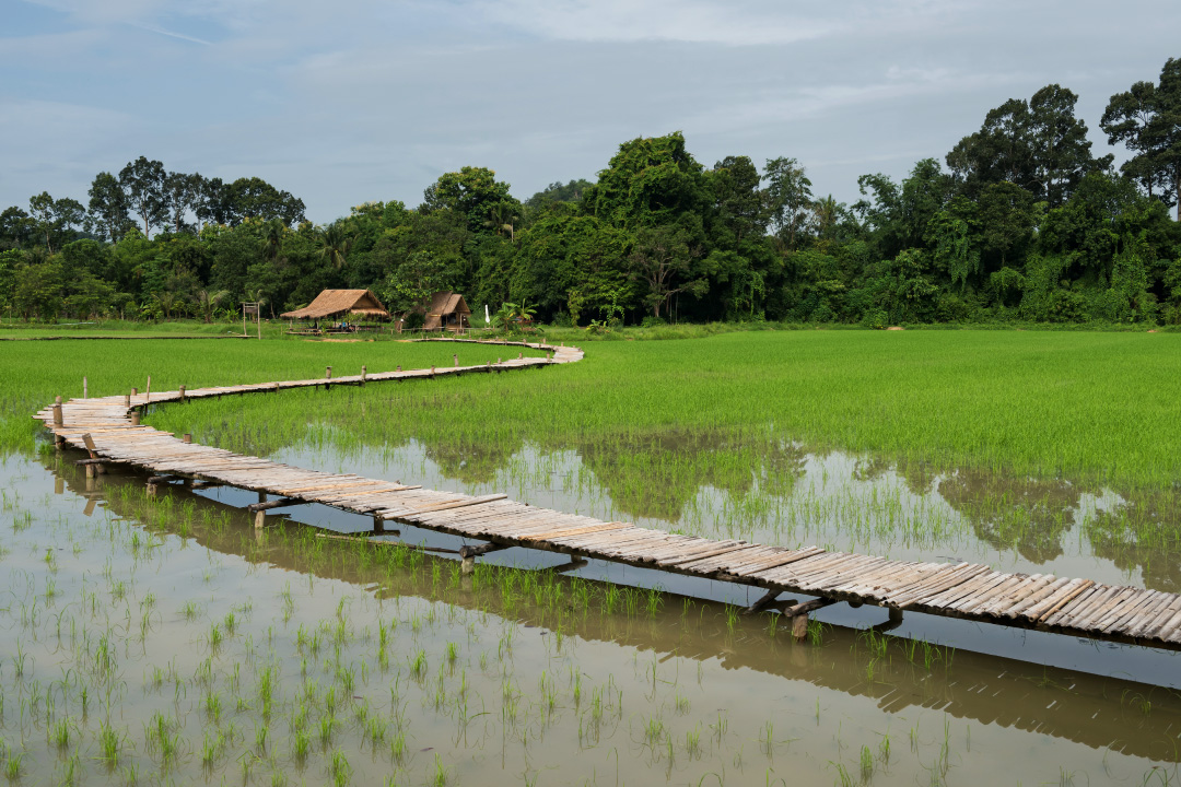 สะพานทุ่งนามุ้ย