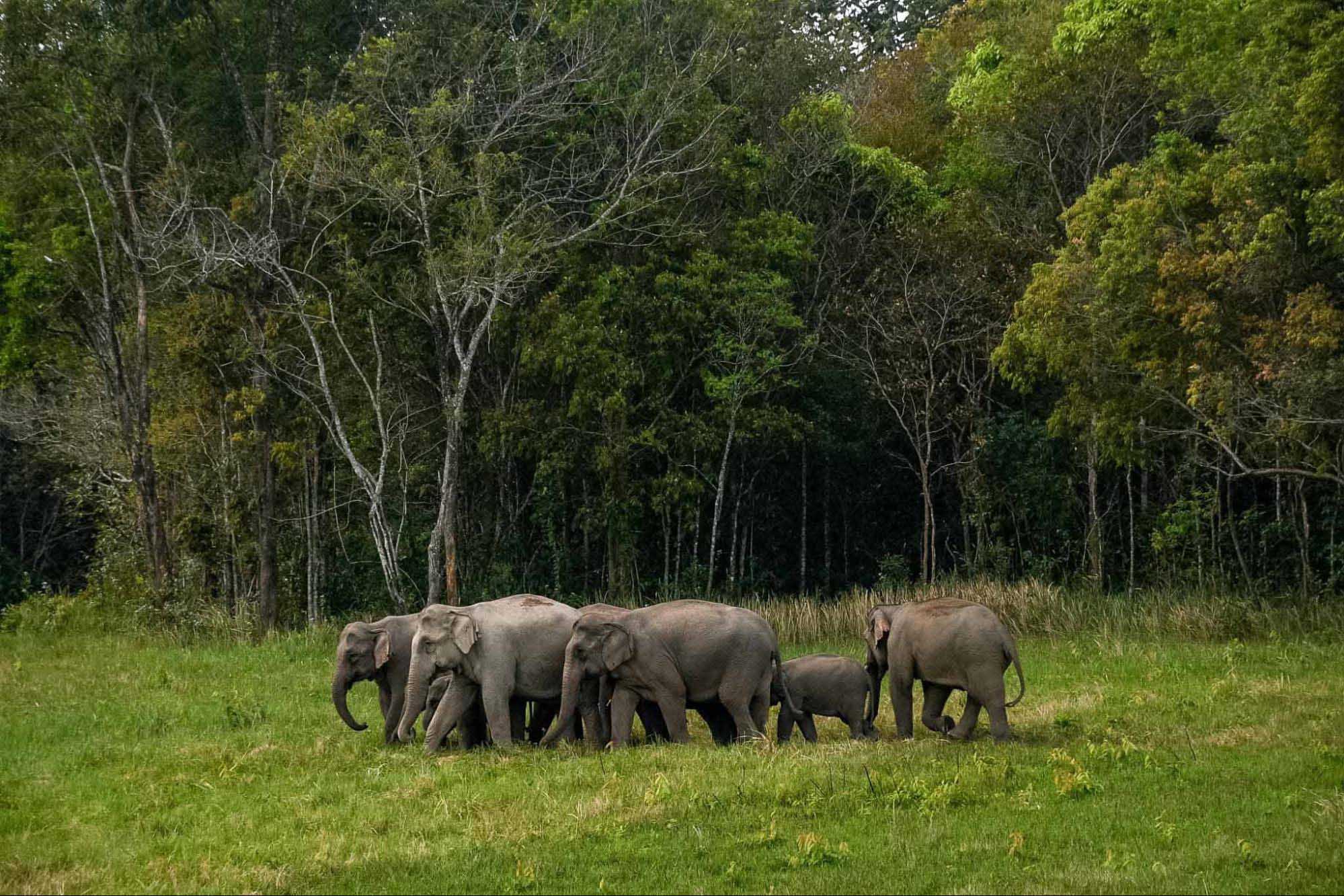 17. เดินป่าศึกษาธรรมชาติในอทุยานแห่งชาติเขาใหญ่