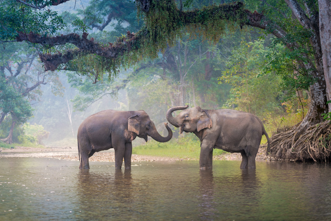 ช้างไทยสำคัญอย่างไร