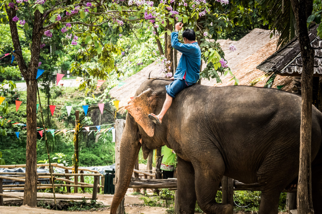 ใครบ้างที่เหมาะกับการไปดูช้าง