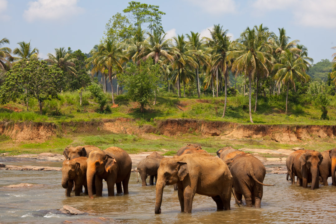 รวม 11 สถานที่ขี่ช้าง ดูช้างที่ใหญ่ที่สุดในประเทศไทย