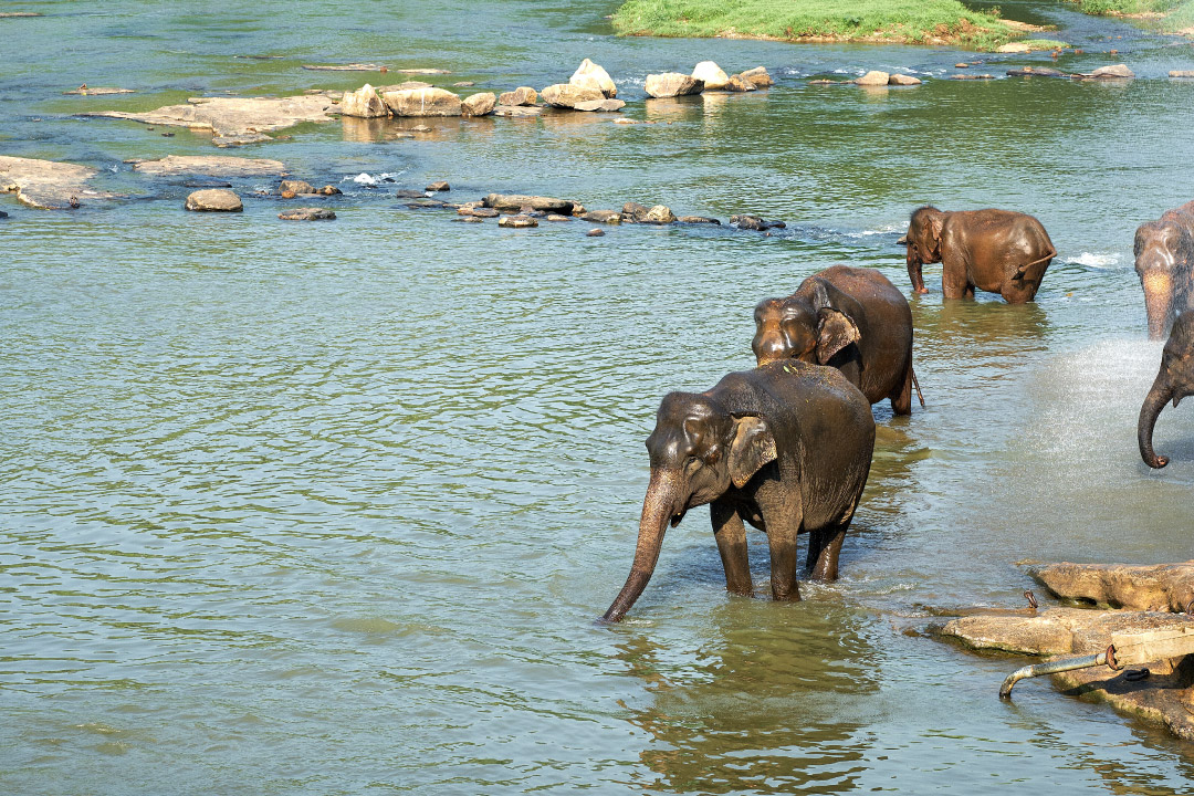 8. หมู่บ้านช้างดำเนินสะดวก จังหวัดราชบุรี