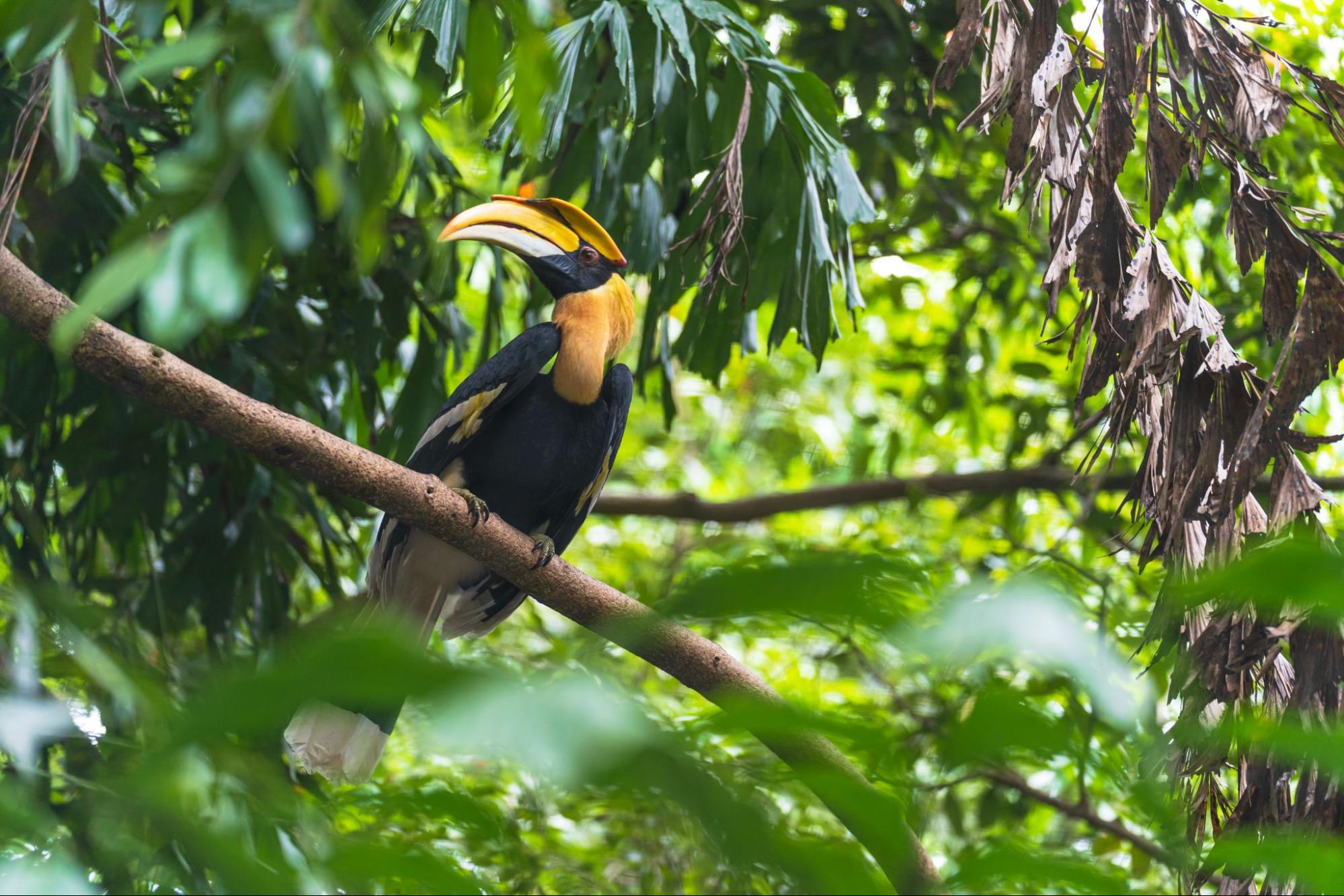 Bird and Nature Watching at Khao Yai National Park