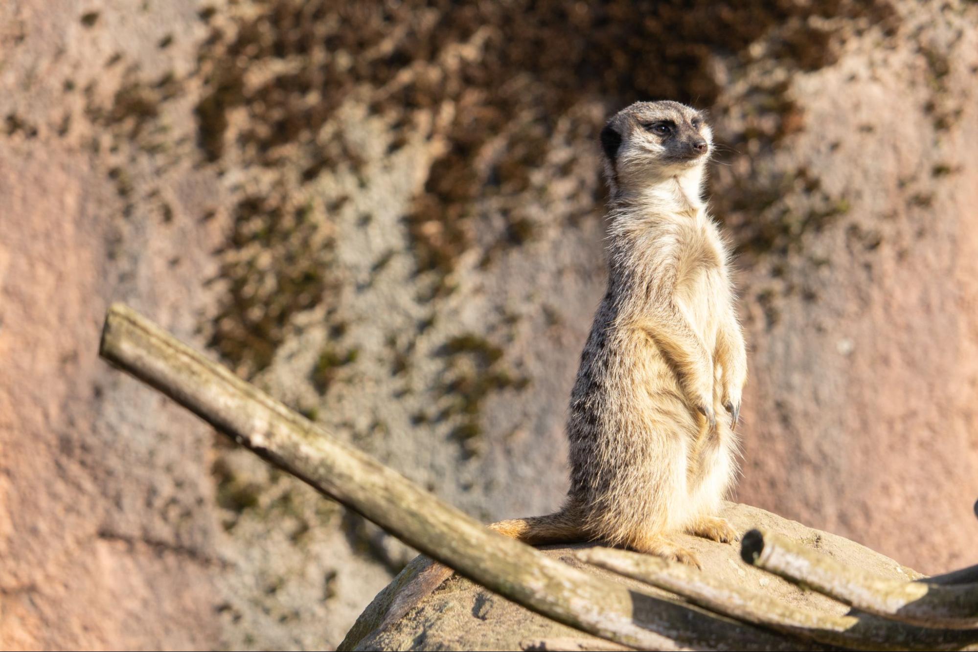 Get Up Close to Rare Animals at Bonanza Exotic Park