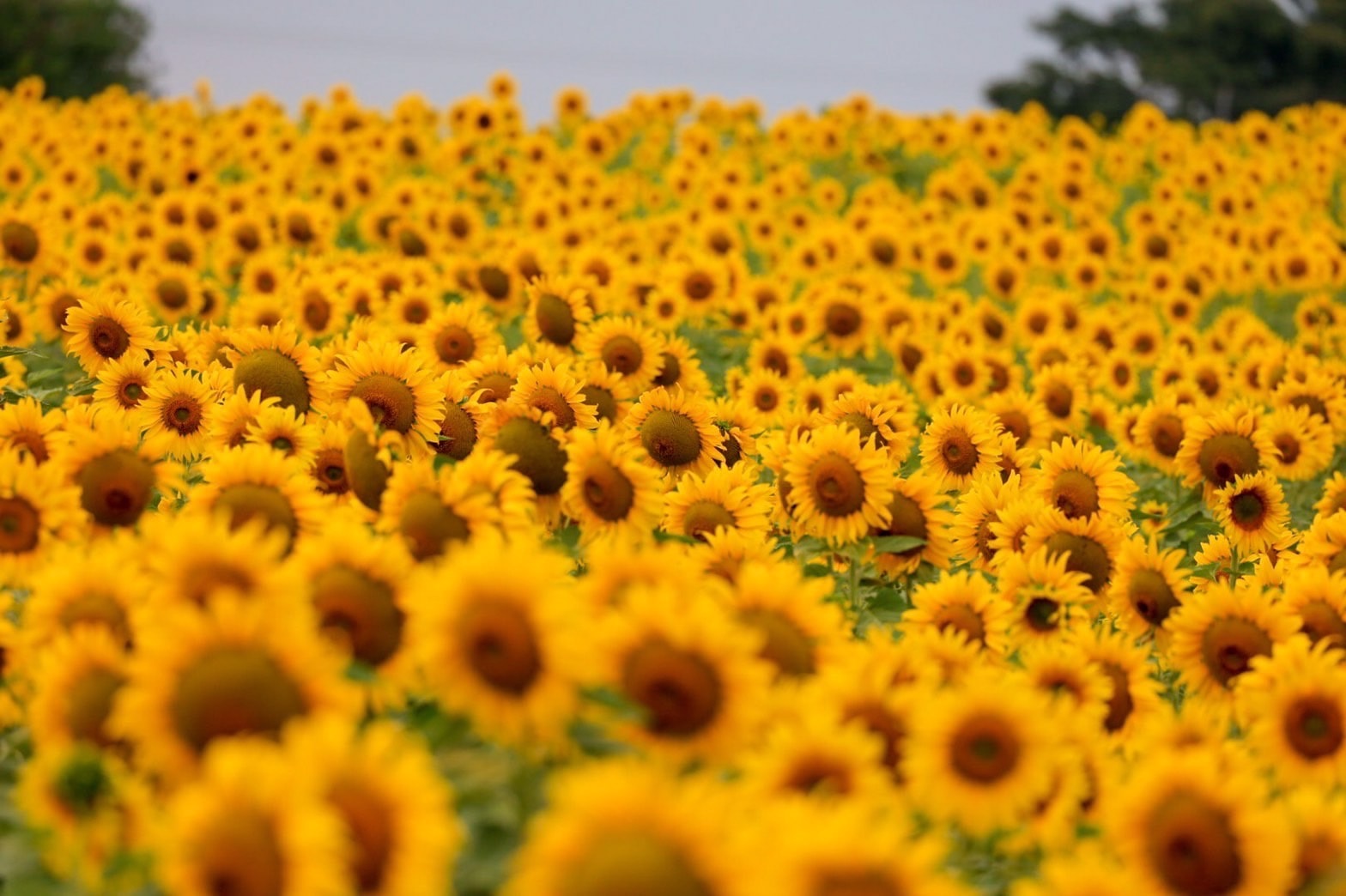Stroll and Capture Picturesque Moments at the Sunflower Fields of Rai Manee Sorn