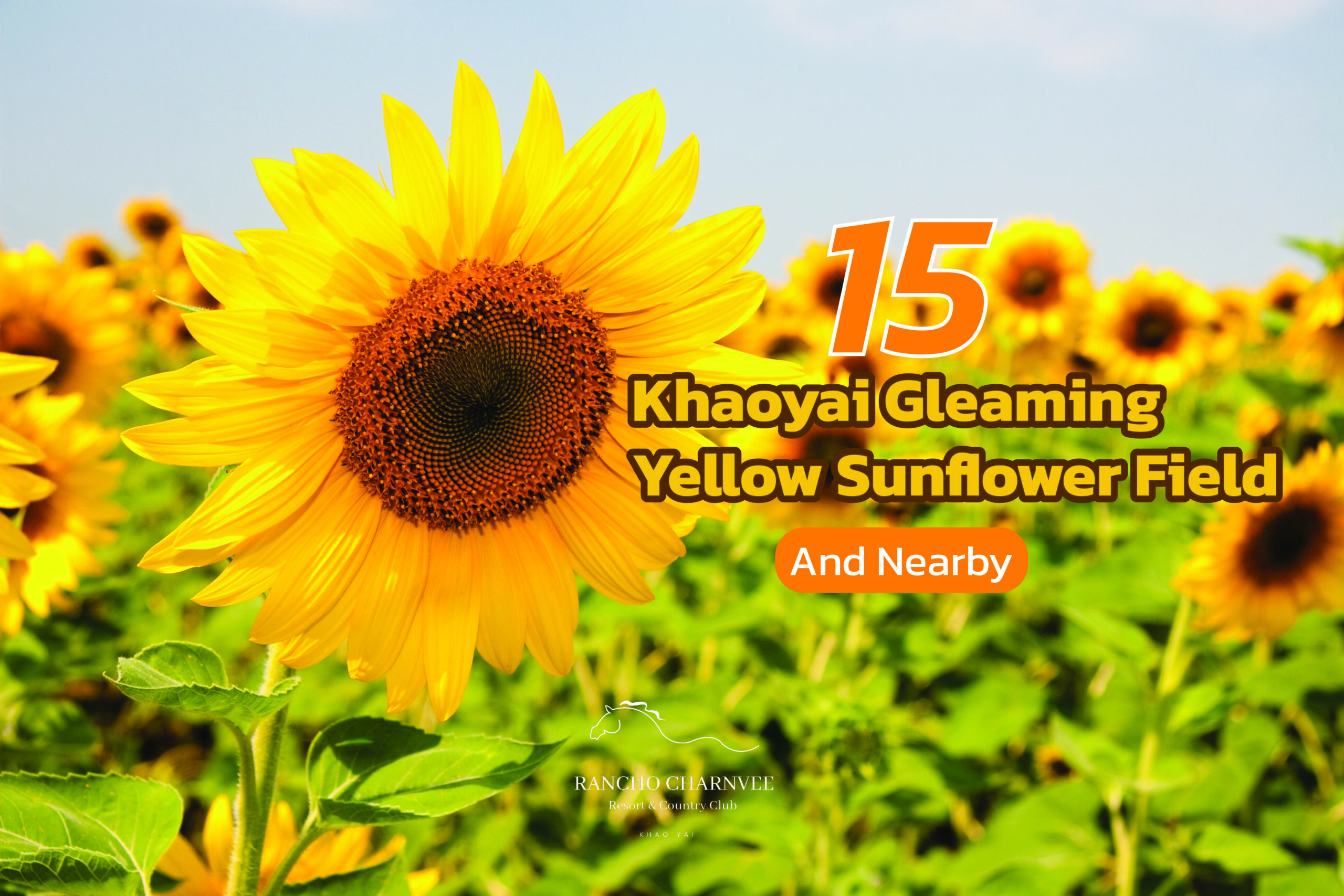 15 Khaoyai Gleaming Yellow Sunflower Fields And Nearby