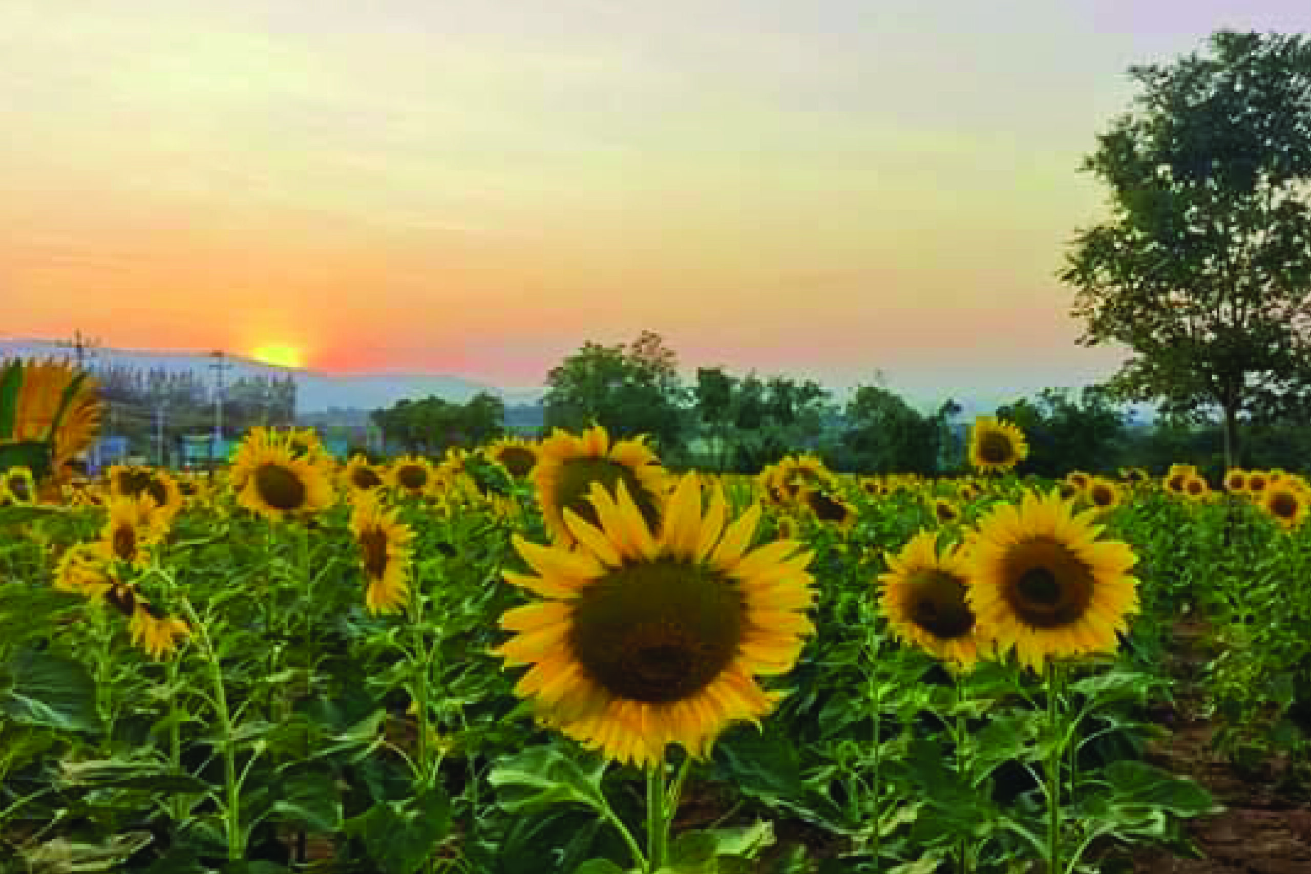 Rai Pround Tawan Sunflower Field