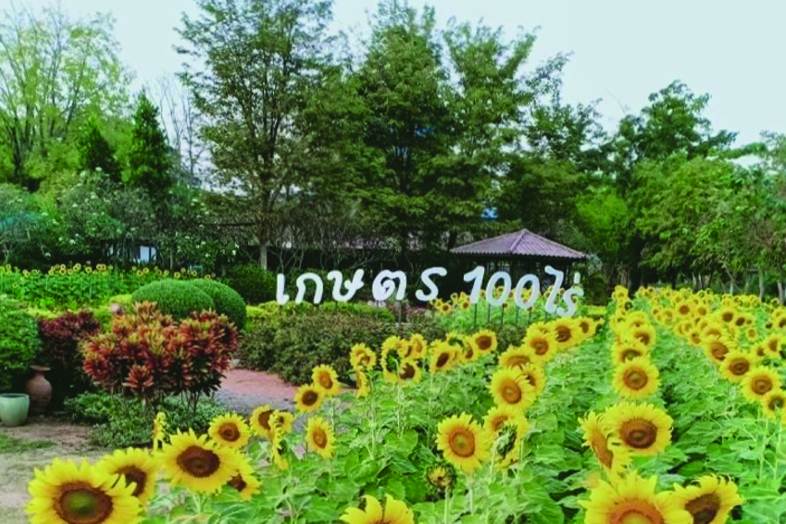 Agricultural Research Center 100 rai of Nakhon Ratchasima Rajabhat University