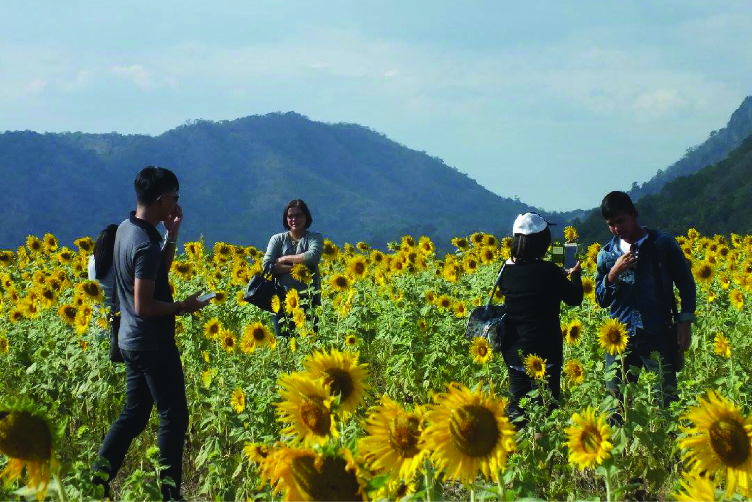 Khao Chin Lae Sunflower