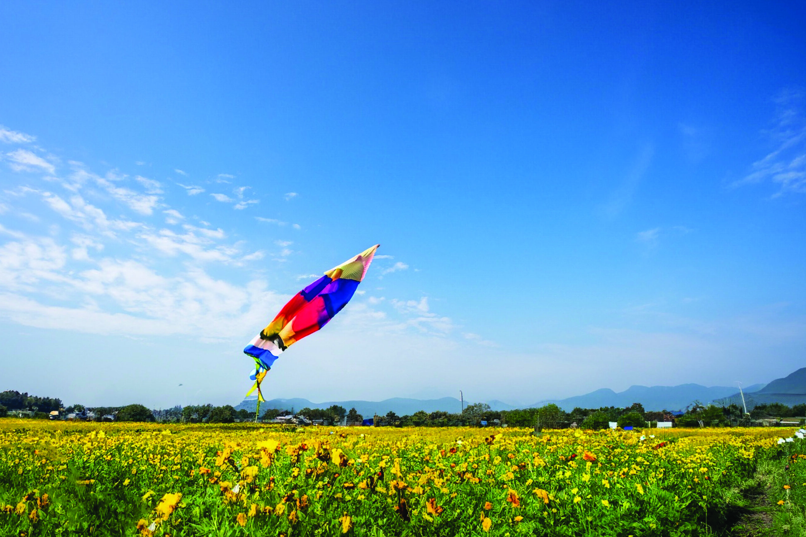 Sanam Dod Rom Sunflower Field