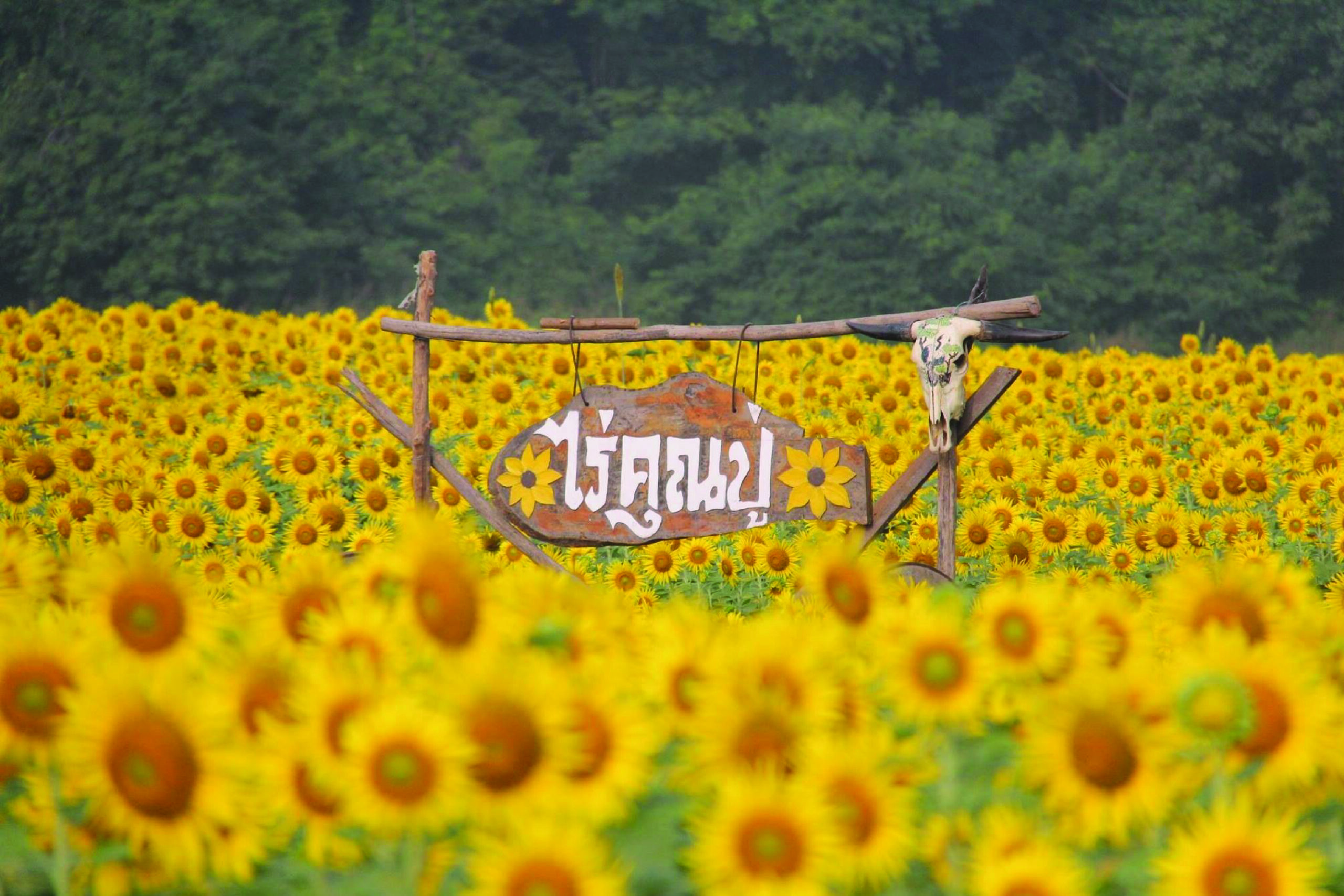 8. Rai Khun Phu Sunflower Field