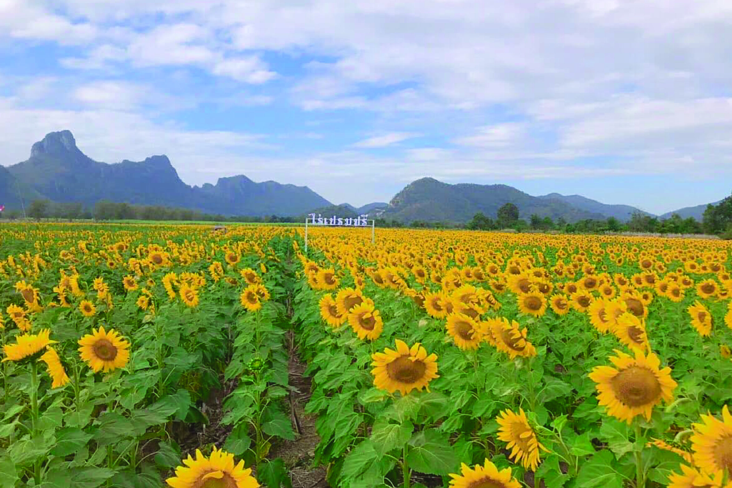 11. Rai Prempree Sunflower Field