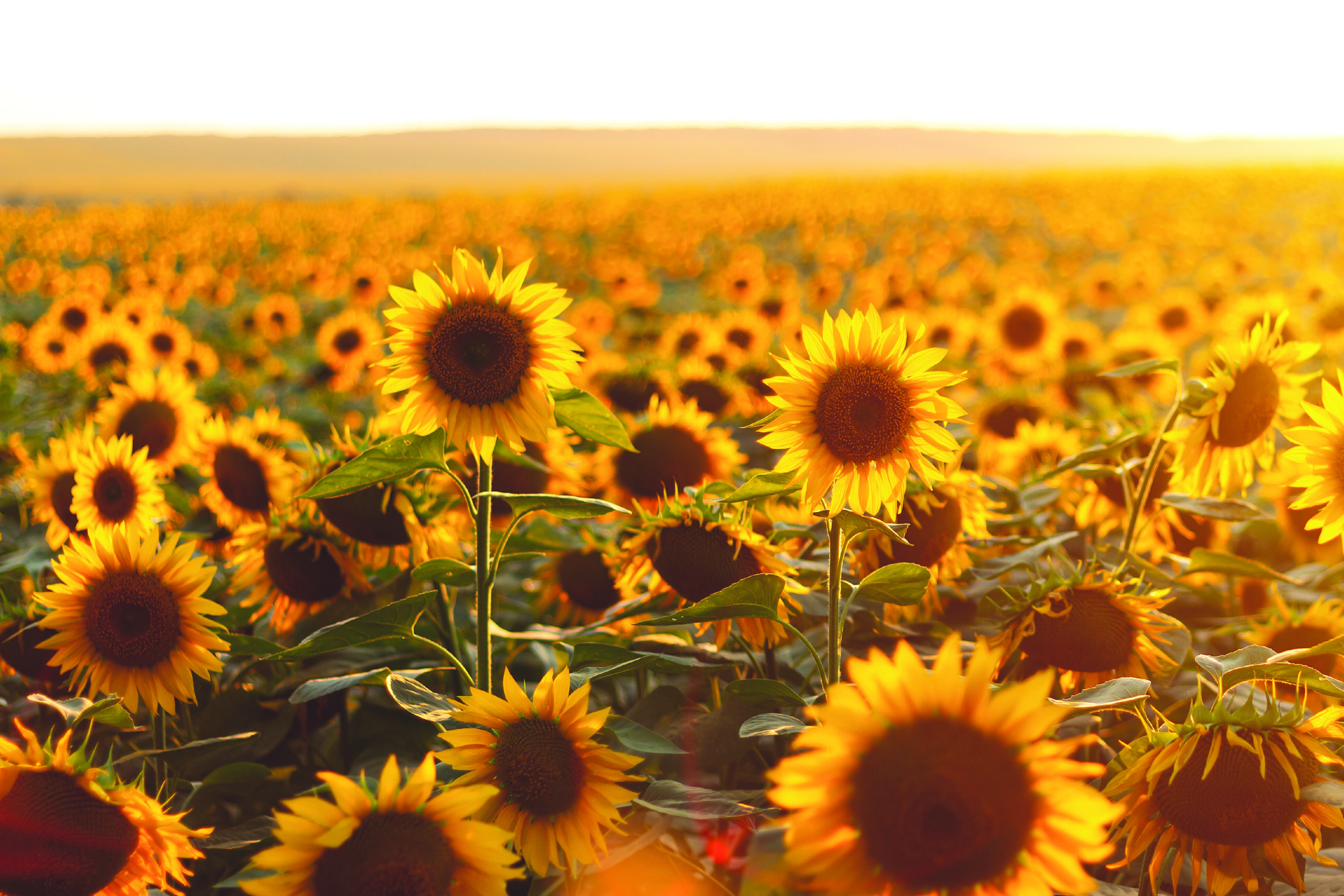14. Khun Surat Sunflower Field