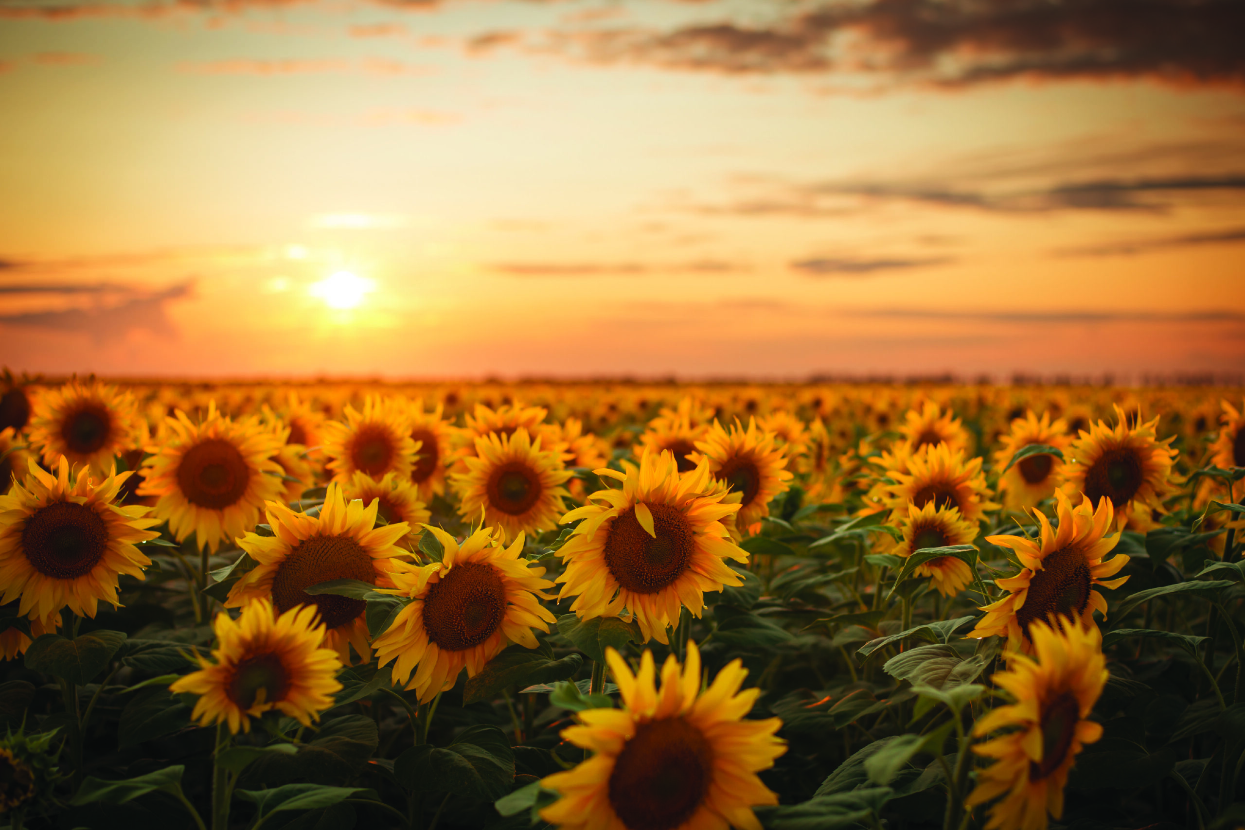 Manesorn Sunflower Field