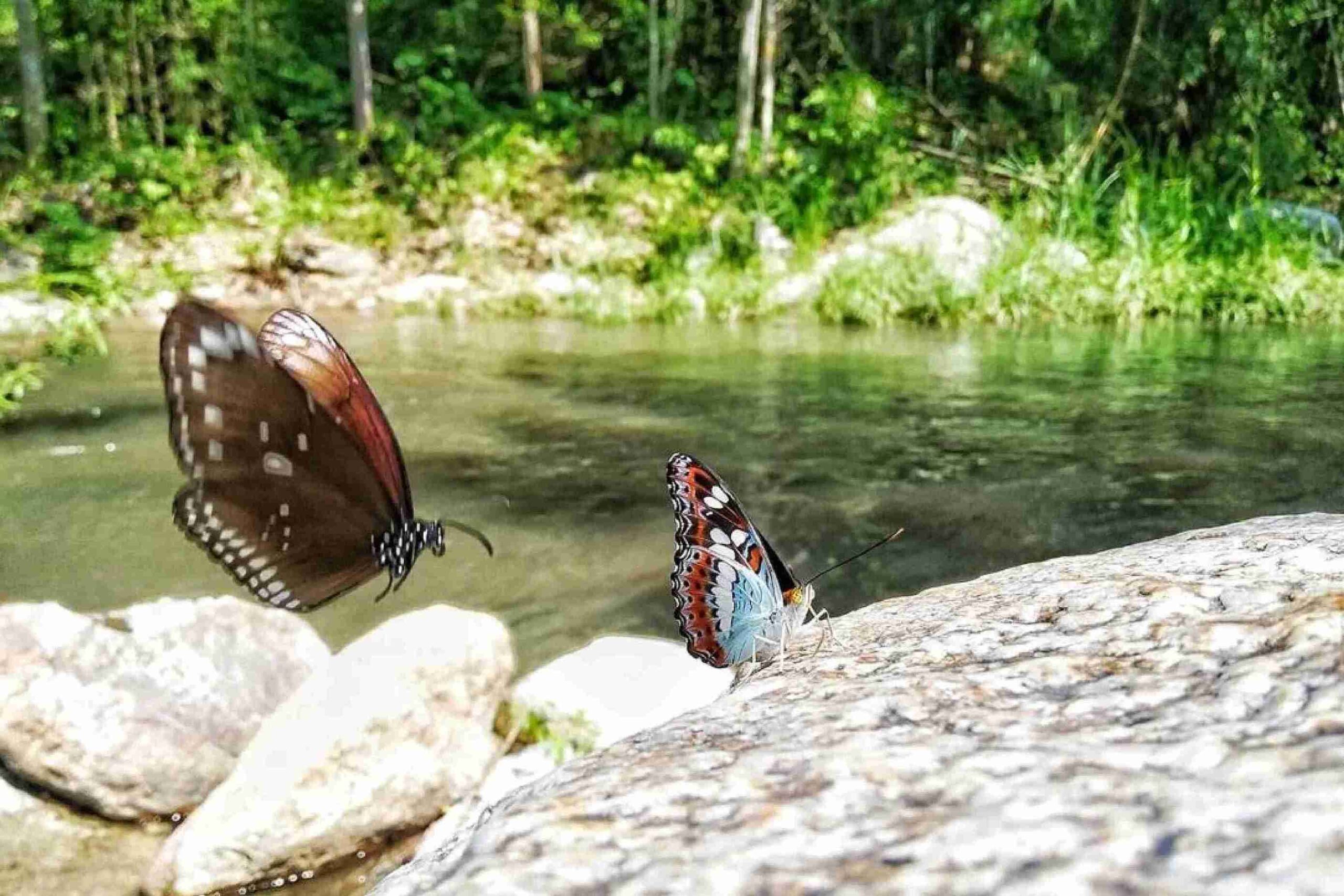 Chaloem Phra Kiat Thai Prachan National Park, Ratchaburi