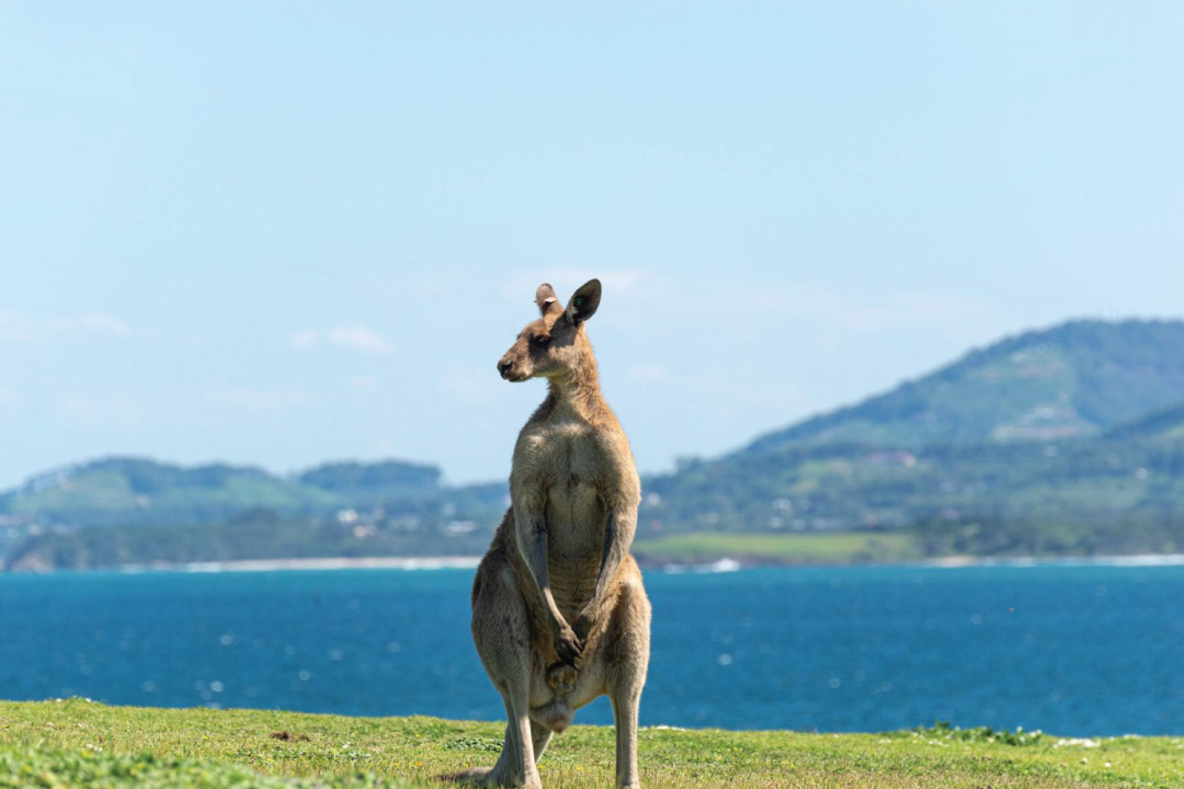 เกาะจิงโจ้ - Kangaroo Island