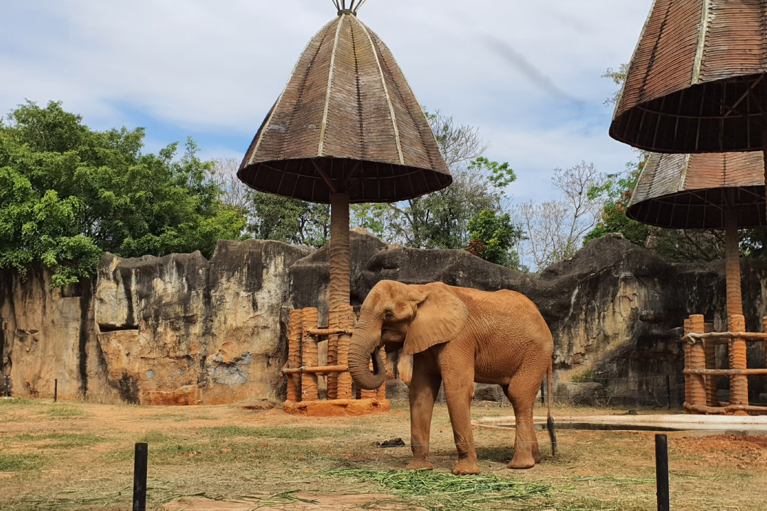 Nakhon Ratchasima Zoo — นครราชสีมา