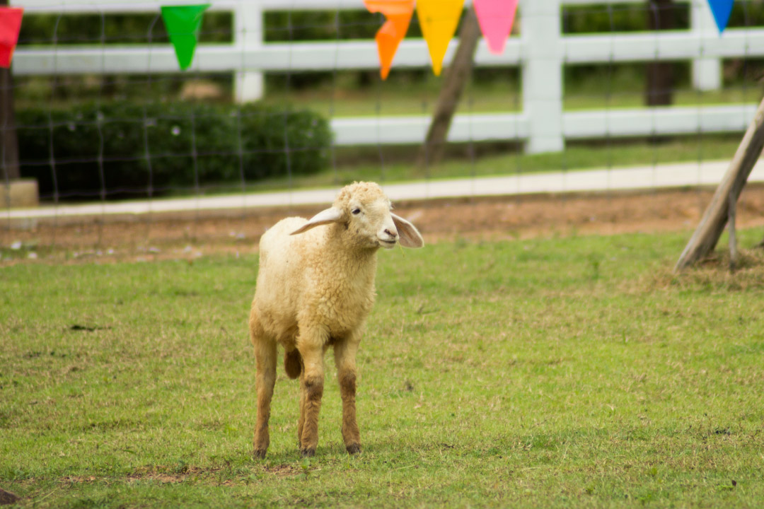 Viva Foresta Farm — จันทบุรี