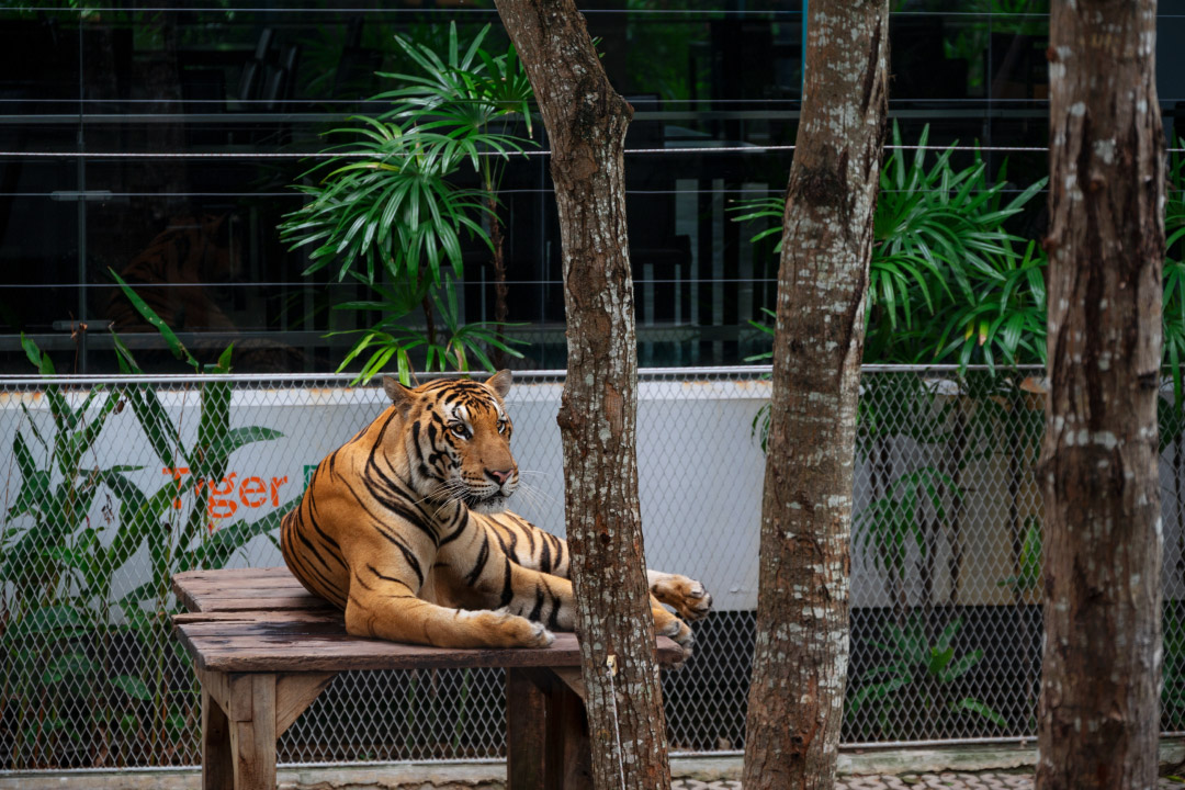 Tiger Park — ชลบุรี
