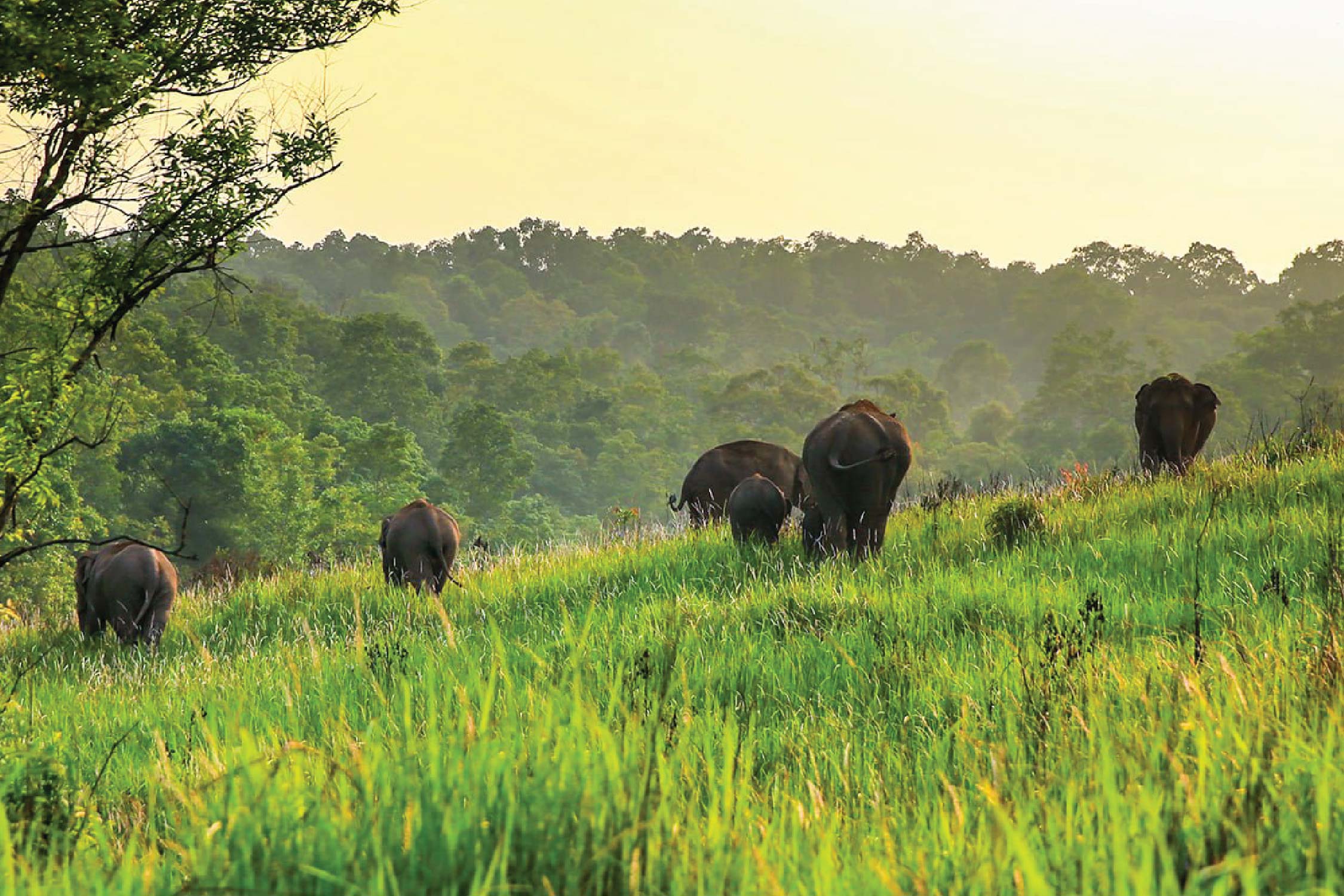 Khao Yai National Park