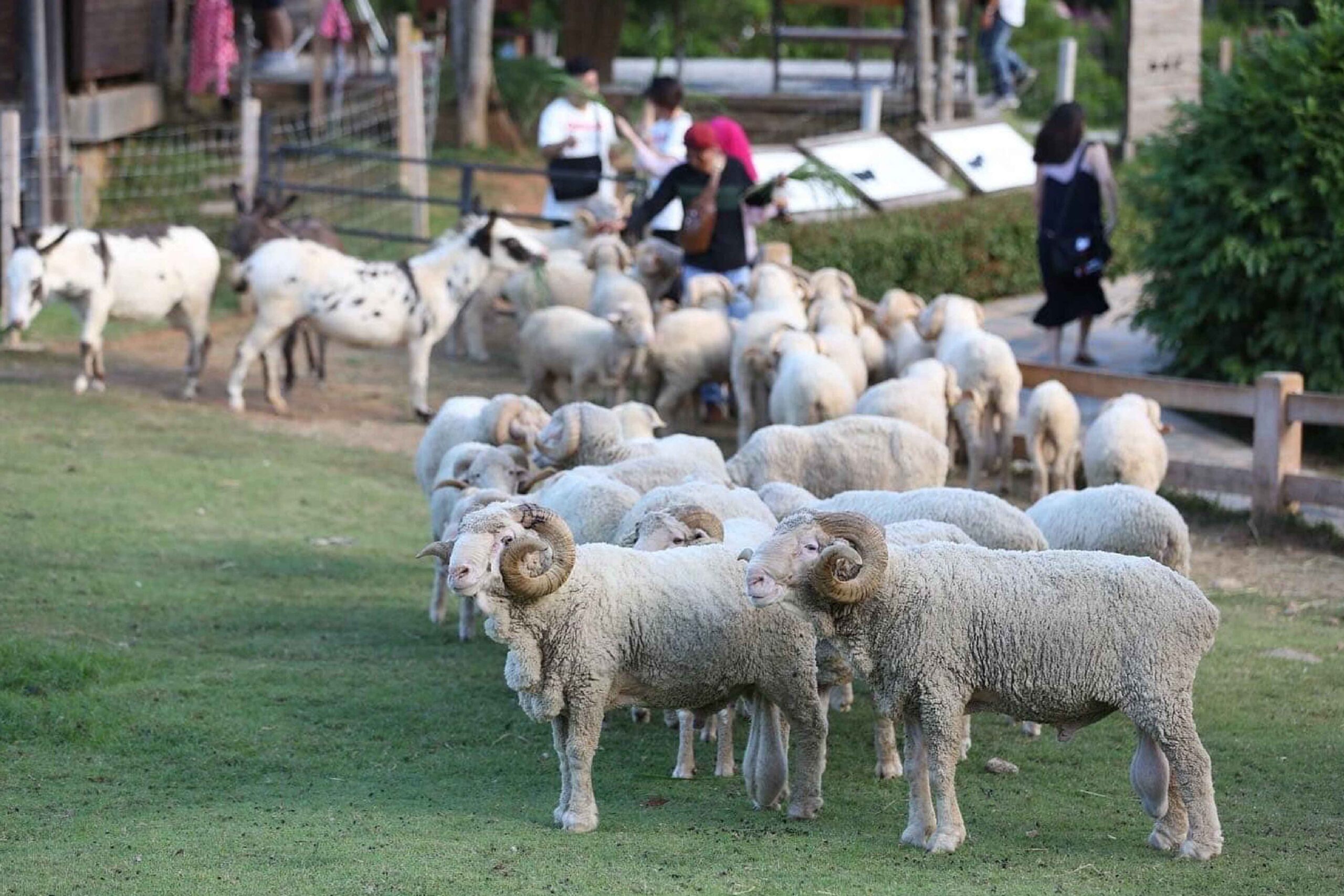 Primo Piazza Khao Yai: What Makes It Special?