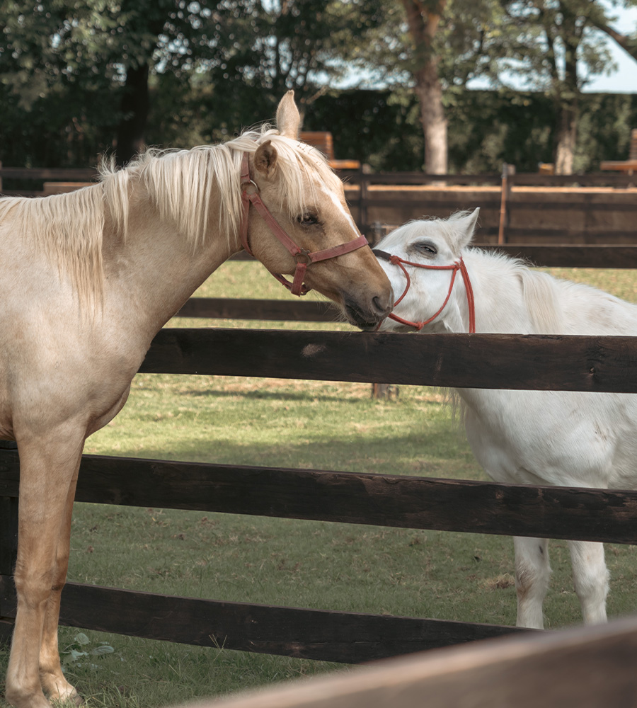 horse-club-05